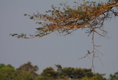 Lesser Grey Shrike