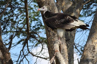 White-headed Vulture