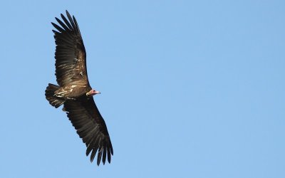 Hooded Vulture