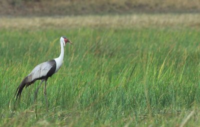 Wattled Crane