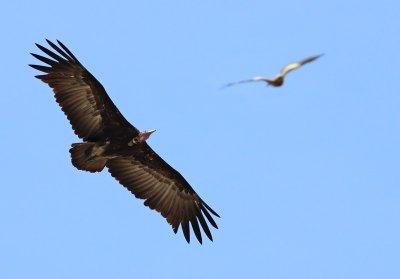 Hooded Vulture