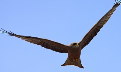 Yellow-billed Kite