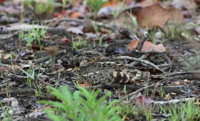 Fiery-necked Nightjar