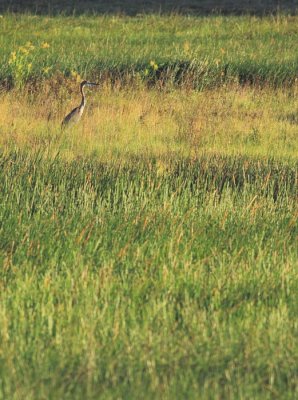 Goliath Heron