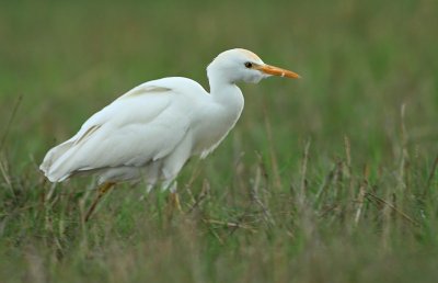 Cattle Egret