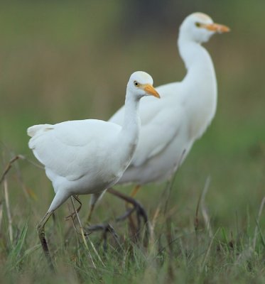 Cattle Egret