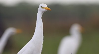 Cattle Egret