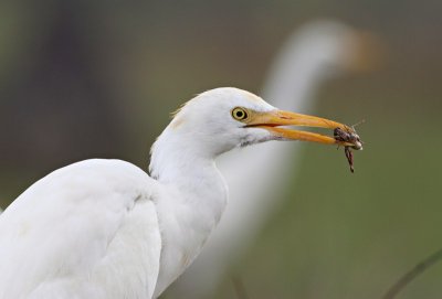 Cattle Egret