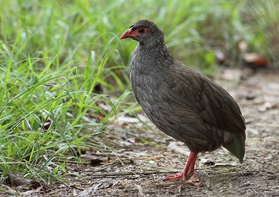 Red-necked Spurrfowl