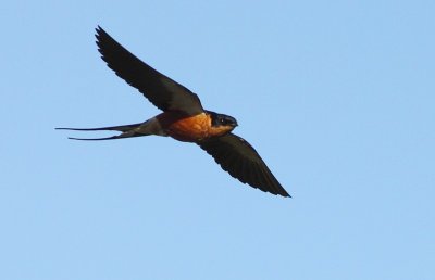 Red-breasted Swallow