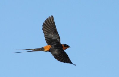 Red-breasted Swallow