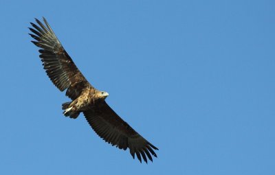 Bateleur