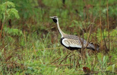 Black-bellied Bustard