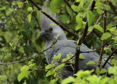 Grey Go-away-bird