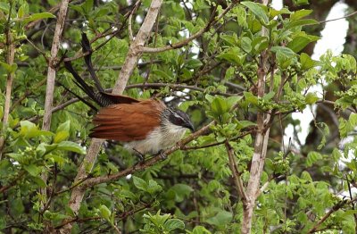 White-browed Coucal