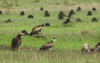 Lappet-faced Vulture