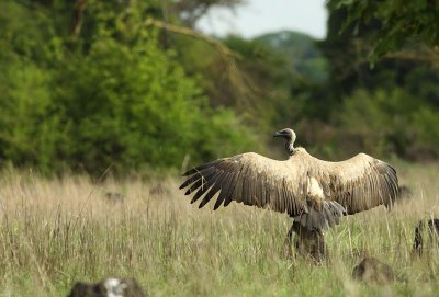 White-backed Vulture