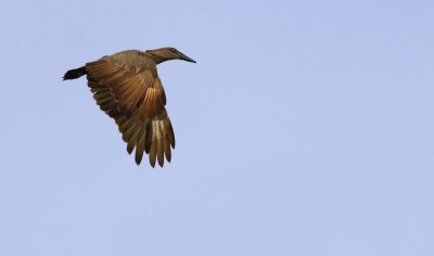 Hamerkop