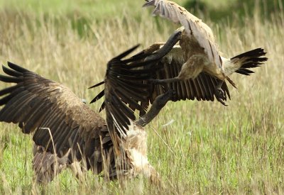 White-backed Vulture