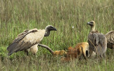 White-backed Vulture