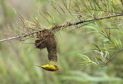 Spectacled Weaver