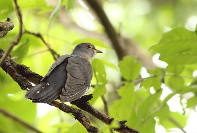 Red-chested Cuckoo