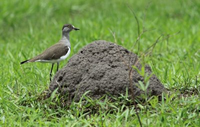 Senegal Lapwing