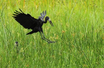 African Openbill