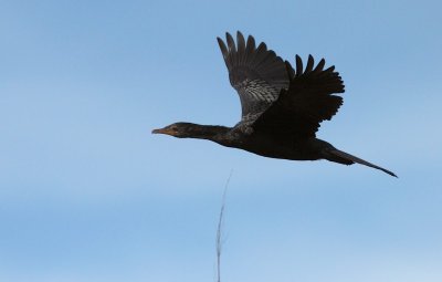 Reed Cormorant