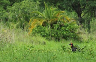 Southern Ground Hornbill