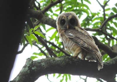 African Wood Owl