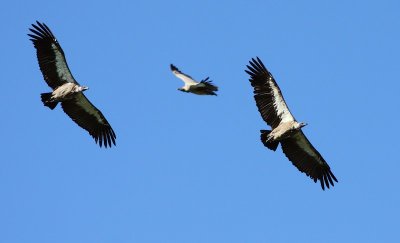 White-backed Vulture