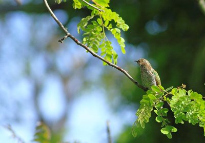 African Emerald Cuckoo