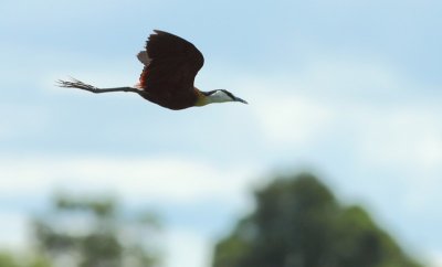 African Jacana