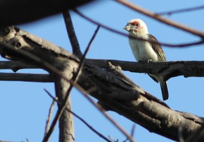 Chaplins Barbet