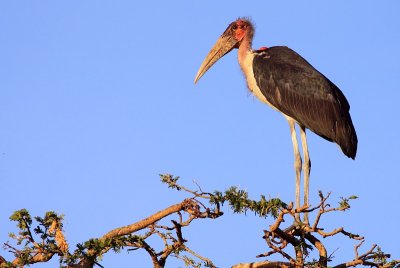 Marabou