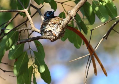 African Paradise Flycatcher