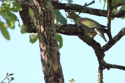 African Green Pigeon