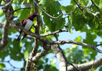 Violet-backed Starling