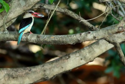 Brown-hooded Kingfisher