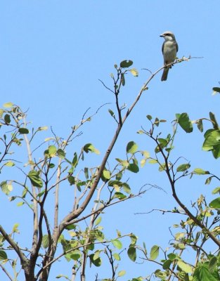 Lesser Grey Shrike