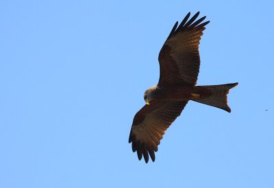 Yellow-billed Kite