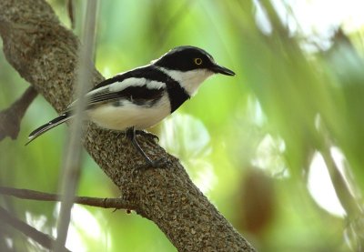 Chinspot Batis