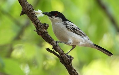 Black-backed Puffback