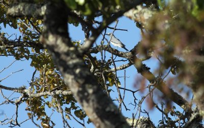 White-breasted Cuckooshrike