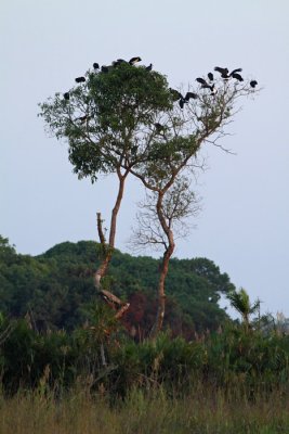 Abdim's Stork