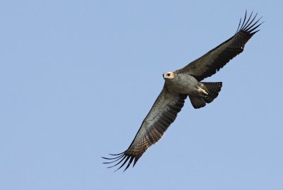 Martial Eagle