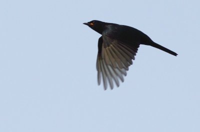 Black Cuckoohrike