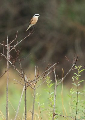 Red-backed Shrike