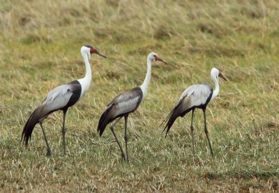 Wattled Crane